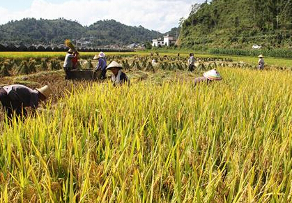 临沧市乡村建设见闻：山坳里升起绿色的梦想