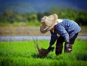 明年农业补贴四大变化 受益范围更广泛