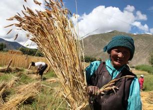 西藏粮食年产量首次突破100万吨