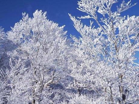 东北“冰窖”，中东部“速冻”,长江以南“飞雪”——“世纪寒潮”来了吗？