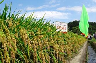 产业整合的路，怎么走