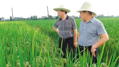 江西种粮大户凌继河：带领更多人通过种田致富 