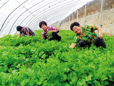 山东临朐：让贫困户聚在合作社富在产业链