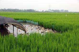 稻田“动物园”　绿色“生态圈”