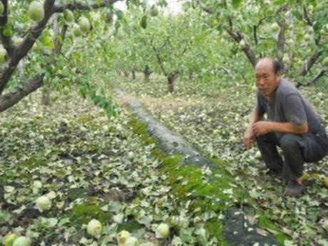 灾害突袭砸掉农民四个亿 山东8市遭风雹农作物被毁