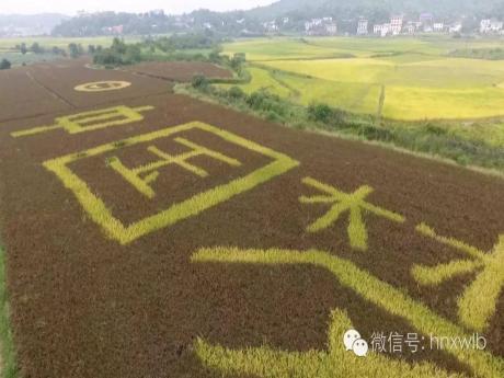 袁隆平这些年的小目标和大荣誉