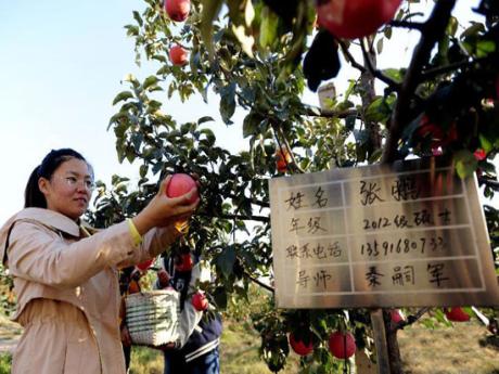 沈阳农业大学40年接力培育推广寒富苹果