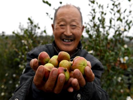 河南光山县：“产业树”开出脱贫花儿