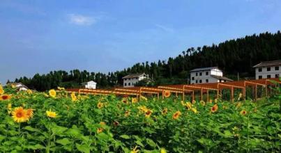 压力大了，动力哪来——来自秦巴山片区四川省广元市利州区的调查