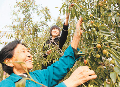 粮农如何变成了枣农（寻找转型农民系列之三）