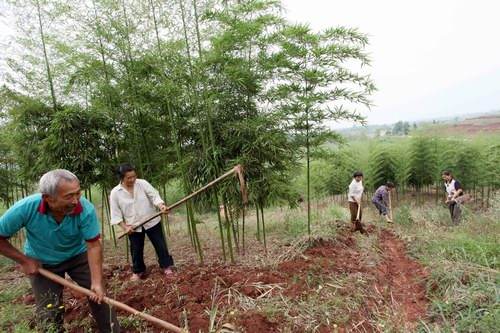 “老把式”贫困村民的新思路：让撂荒土地“活”起来