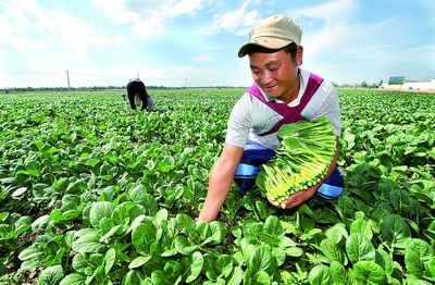 <p>（香港回归二十周年）</p><p>从田间到菜篮——供港蔬菜的跨境之旅</p>