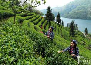 茶香金寨出深山