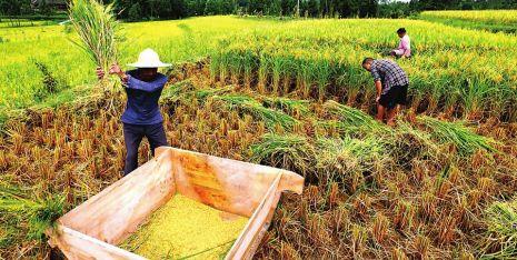 四川南充：农业结构调整需解决六个矛盾