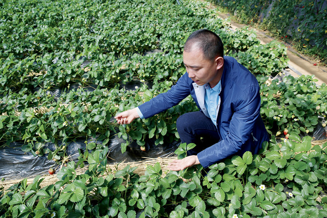 <p>辽宁丹东市圣野浆果专业合作社：</p><p>圣野果源 好水果源于种植者</p>