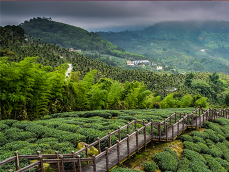 陕西商南县雨山茶叶专业合作社:“商茗”茶叶 后起之秀