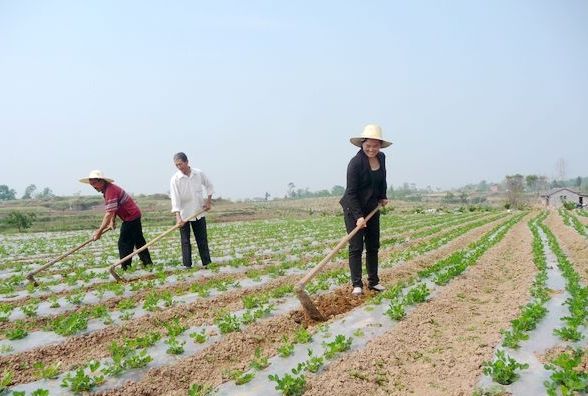 <p>产业是精准扶贫的发动机</p><p>——来自农业部百乡万户调查的报告</p>