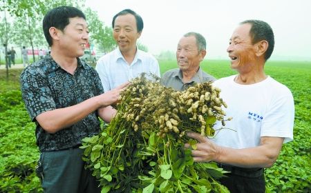 产业联动促融合　正阳花生“卖上天” 