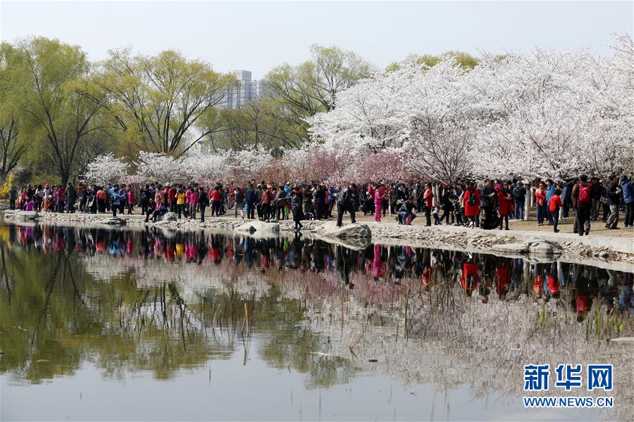 北京玉渊潭樱花醉游人(图)