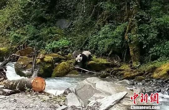 四川宝兴藏族乡村民发现野生大熊猫下山喝水