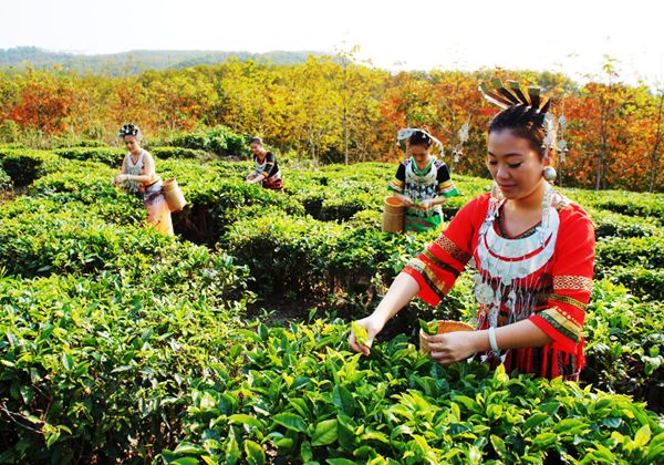 五指山“茶姐”的心事