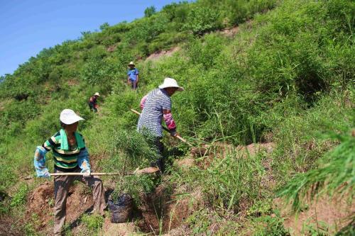 “原始农业”带动河北承德深山区农民致富