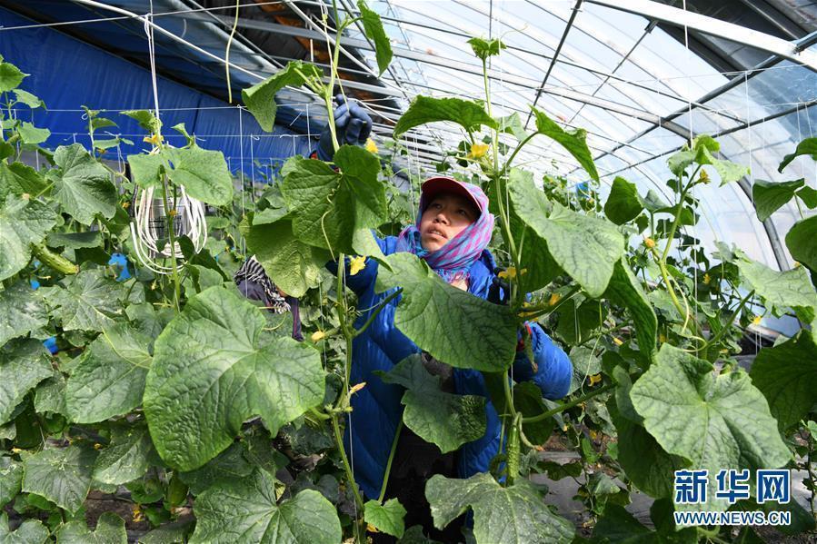 （在习近平新时代中国特色社会主义思想指引下——新时代新作为新篇章·图文互动）（2）“无人作业”来临 绿色食品“当家”——黑龙江探索现代农业发展路径