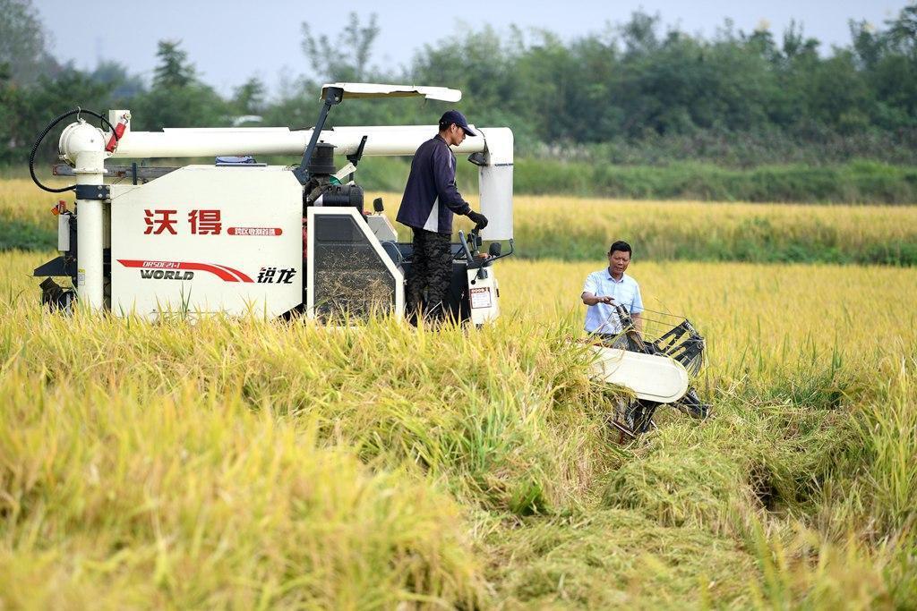 种粮大户陈良玉：“又是一个丰收年”