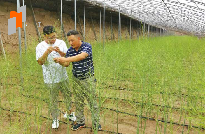 厉广辉 ：倾心打造沿黄芦笋全产业链