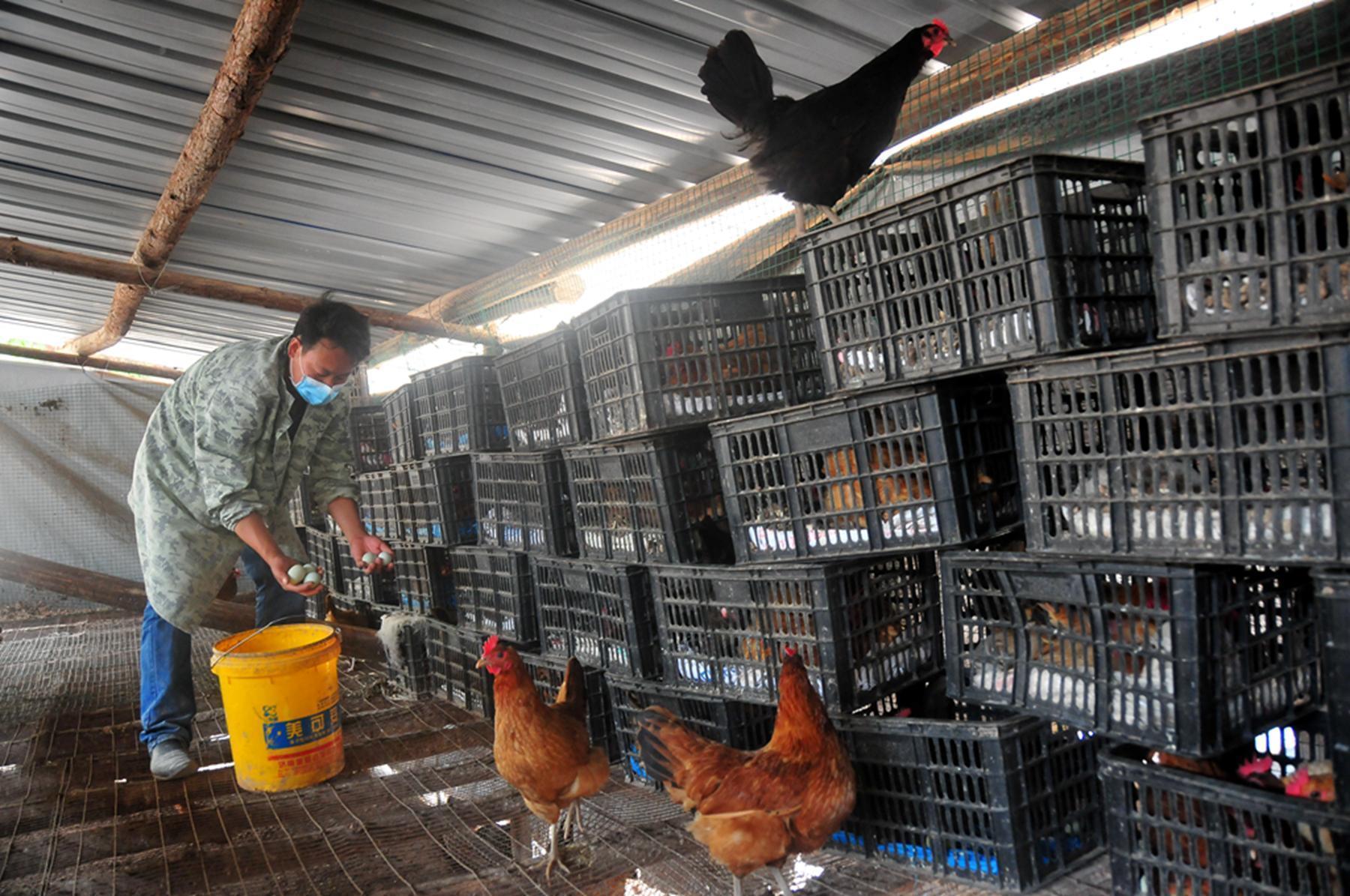 山林养鸡场:农民的银行