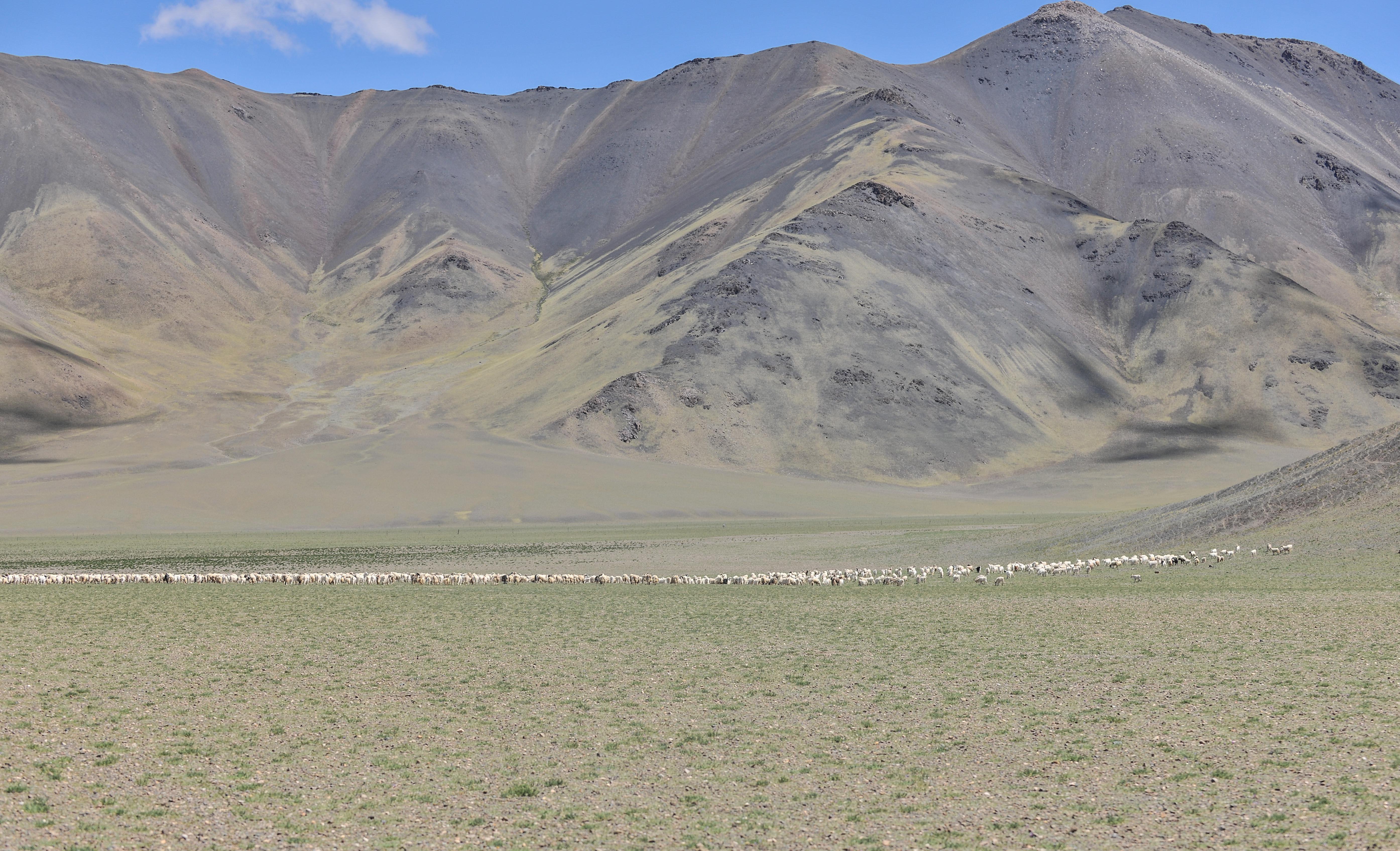在西藏阿里地区日土县多玛乡帕珠贡玛牧业点,牧民们将几百只羊